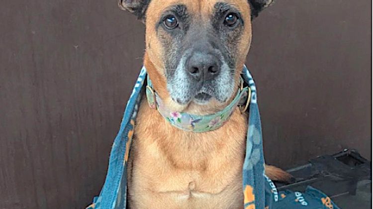 AU CHAUD ! - Zoomalia offre 1200 couvertures pour les animaux